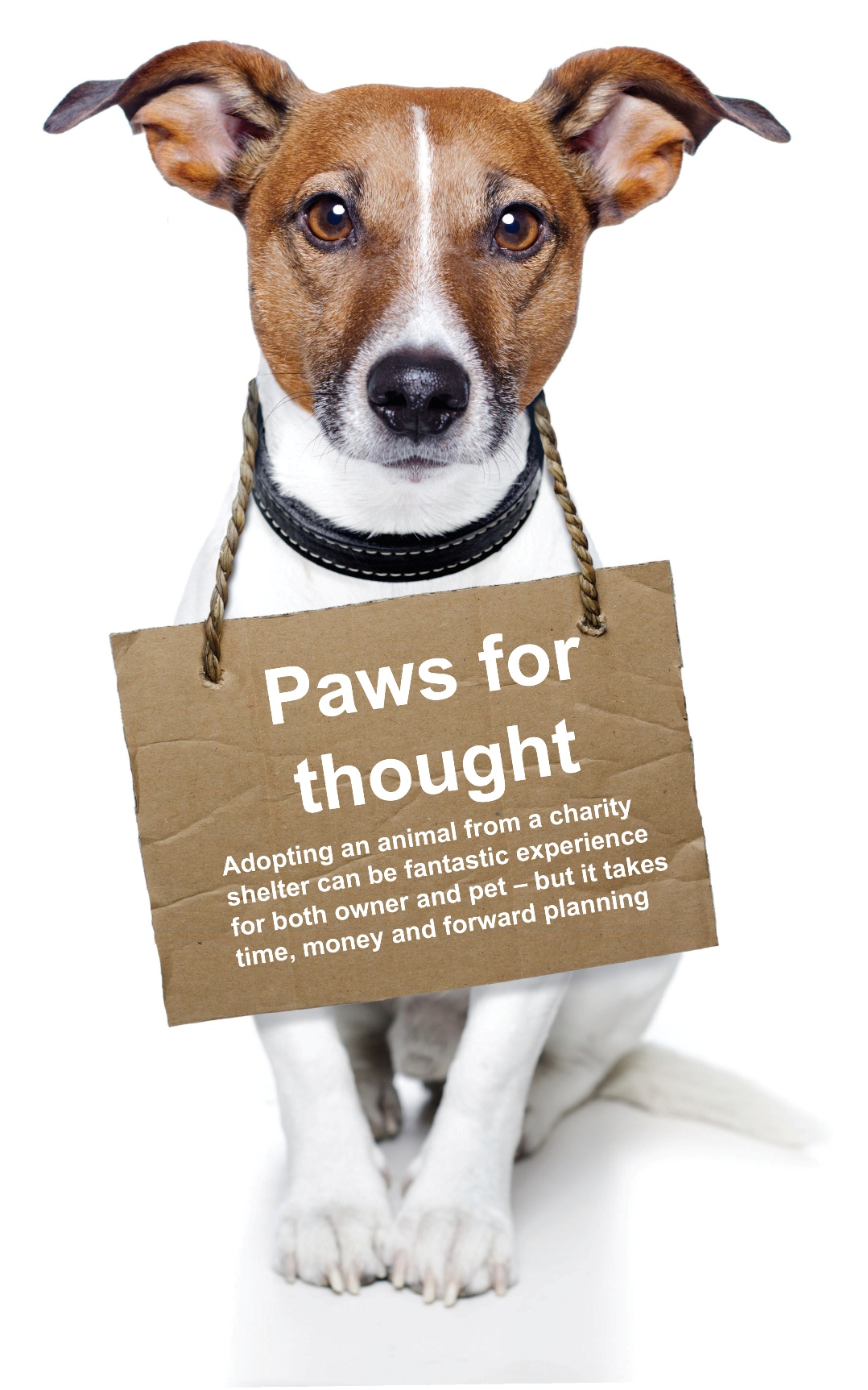 adopting a rescue dog charity choice 1.jpg